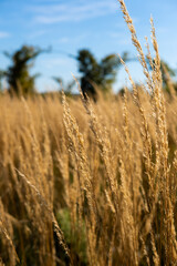Fototapeta premium golden wheat field