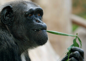 Schimpansen (Pan) Menschenaffe, Portrait