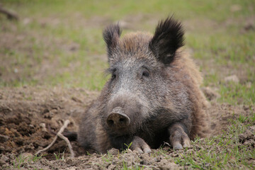 Wildschwein (Sus scrofa) Schwarzwild oder Schwarzkittel