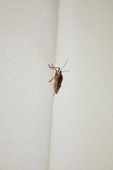 Brown marmorated stink bug crawling on a white curtain. Insect pest control concept for home and garden. Macro photo of invasive species.