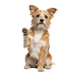 Playful dog raising paw isolated on transparent background