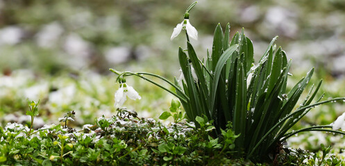 one alone White snowdrop flower atop lush snowy green grass Delicate snowdrops among green grass are a beautiful contrast, symbolizing the sustainability and renewal of nature.