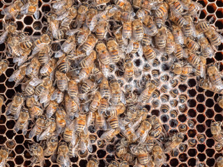 Tote Honigbienen nach dem Winter