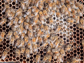 tote Bienen auf Wabe, Varroabefall