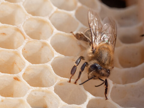 Biene senkrecht auf Wabe