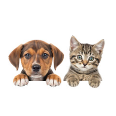 Curious puppy and kitten together isolated on transparent background