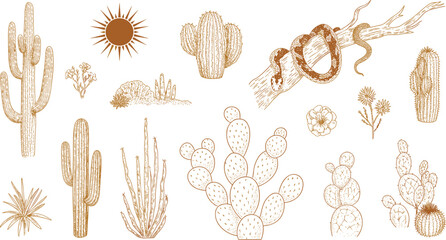 Vintage desert botanical illustration set with cactus, snake, sun symbols, arid plants, hand drawn line art, retro nature collection © Mst Nurnehar Begum