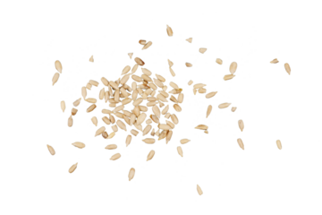 sunflower seeds isolated on white or transparent png