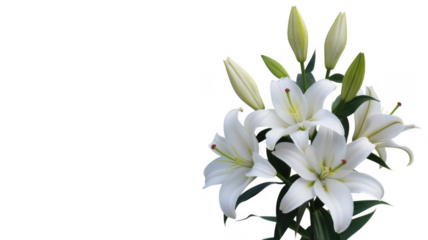 White lilies flowers isolated on a transparent background