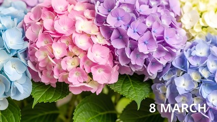 Fototapeta premium Vibrant hydrangeas celebrating international women's day on march 8th with pink purple and blue blooms