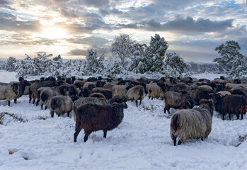 Heidschnuckenherde in Winterlandschaft Nähe Wilsede