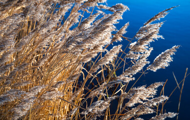 Fototapeta premium Spear grass, needle grass, or silver grass (Achnatherum calamagrostis) is a flowering plant from the sweet grass family (Poaceae). Dry stalks with ears of grain on a sunny winter day. Water with blue 