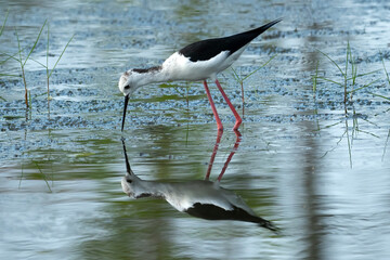 Black-winged stilt leans forward in calm pond