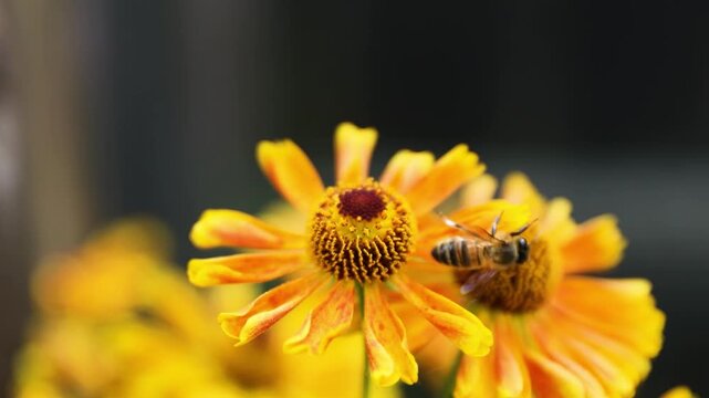 A honey bee collects honey from garden flowers. Beautiful close-up.