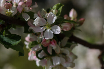 apple tree blossom