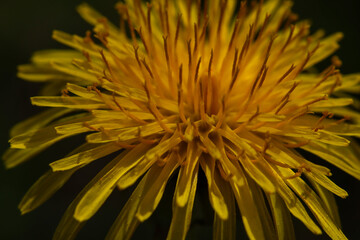 yellow spring flower