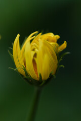 yellow flower on green background