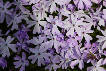 purple  flowers
