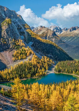 Autumn view colorful larch trees and Arnica Lake in the Banff National Park 