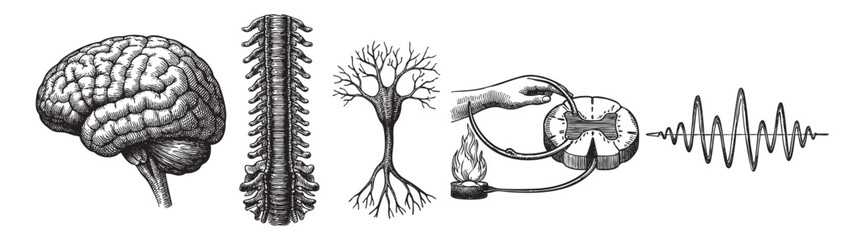 Black and white engraving illustrates human anatomy and nervous system response, including the brain, spinal cord, neuron, reflex arc and signal transmission with white background.