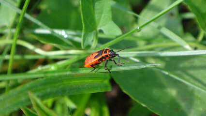 Firebug (Pyrrhocoris apterus), fifth instar nymph walking on a blade of grass