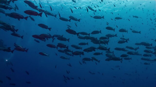 Underwater shot of huge numbers of fish swimming together towards a spawning aggregation