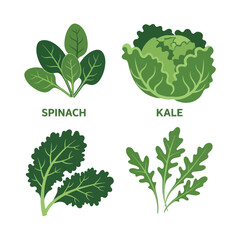 Assorted Leafy Green Vegetables with Labels.