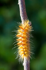 caterpillar on a plant