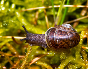 snail on a leaf © Vladimir