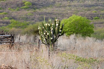 Mandacaru Cactus in Bloom in Dry Brazilian Caatinga Landscape