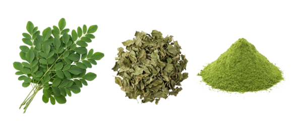 Moringa Oleifera Superfood Set Fresh Leaves Dried Leaves and Powder Isolated on White Background