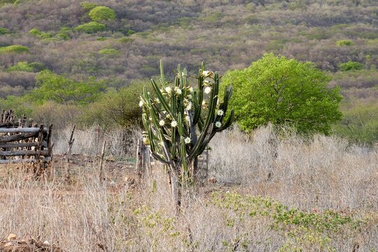 Mandacaru Cactus in Bloom in Dry Brazilian Caatinga Landscape