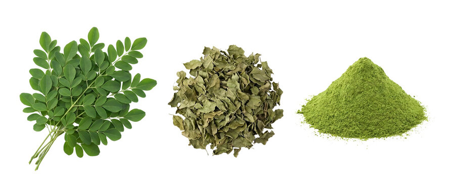 Moringa Oleifera Superfood Set Fresh Leaves Dried Leaves and Powder Isolated on White Background