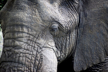 Fototapeta premium African elephant skin texture and eye lash