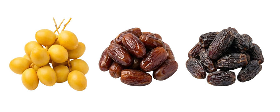 Three Stages of Dates Fruit Collection Yellow Fresh and Dried Dates Isolated on Transparent Background