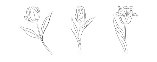 tulip flowers set vector illustration, black silhouette isolated on white background, hand drawn flowers scetch, design elements for greeting card, poster, decoration,banner,wedding, invitation