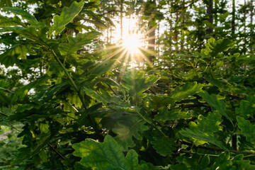 Close up of green oak leaves with sunlight shining through foliage in a forest setting. Natural light, summer woodland atmosphere and nature background concept.
