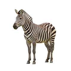 Fototapeta premium Lesser plains zebra standing in savanna