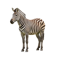 Mountain Plains Zebra Mammal Isolated on White