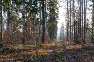 Obraz premium Overgrown path in the Bialowiza Forest, late autumn, Podlasie, Poland