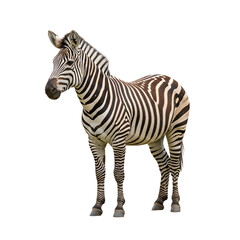 Naklejka premium Northern plains zebra wildlife animal portrait