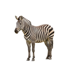 Fototapeta premium Plains Zebra Mammal Wildlife Isolated on White