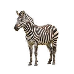 Plains Zebra Mammal Isolated on White