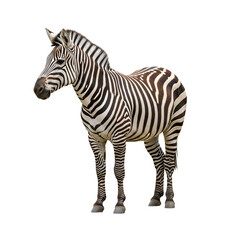 Obraz premium Plains Zebra Mare Mammal Isolated on White