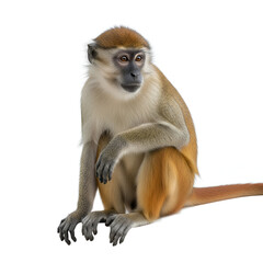 Obraz premium Red-tailed monkey primate wildlife animal portrait