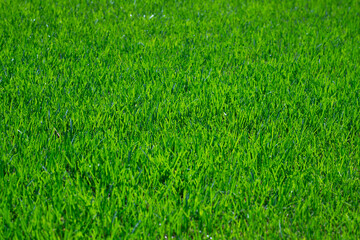 Grass in green lawn for natural background. Grass on fresh field. Grass in healthy turf for landscape design. Grass on outdoor surface clean texture.