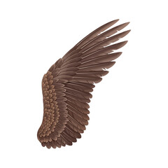 Close-up of a brown bird wing on a white background