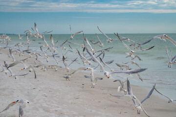Seagulls flying in flock on beach. Seagulls over sea in nature landscape. Seagulls in motion on summer beach shoreline. Seagulls above ocean in freedom flight.