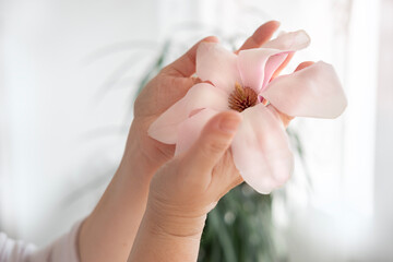 close-up hands elderly woman on light background, holding buds of spring flowers magnolia, awakening of nature, aroma of plants, femininity, anti-aging cosmetology and care for aging skin