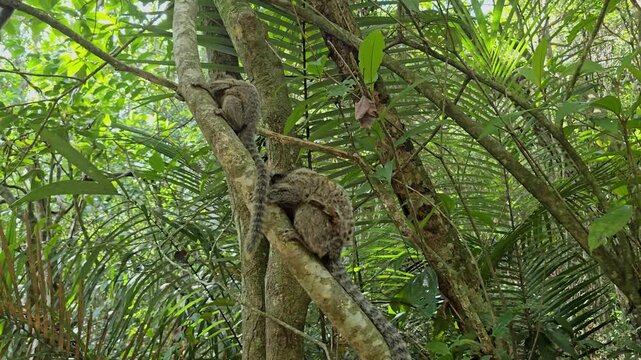 monkeys on tree macaco titi 
